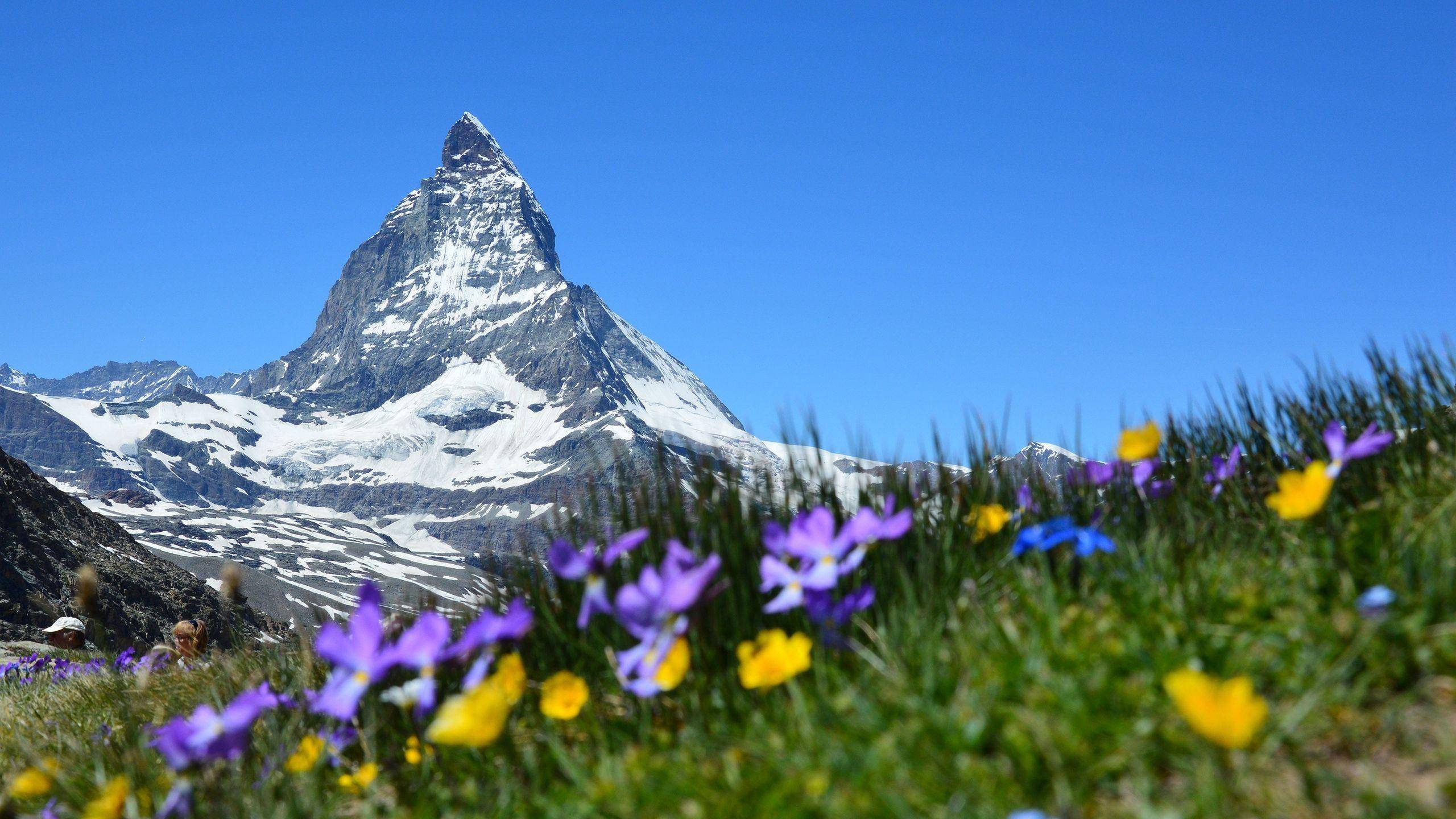 A pyramid-shaped Swiss peak behind a meadow of purple and yellow alpine flowers